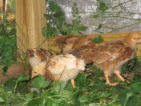 Three week old chickens